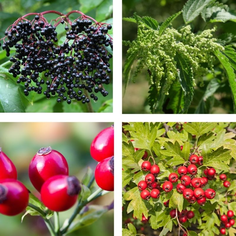 Beeren- und Samen-Ernte im Herbst