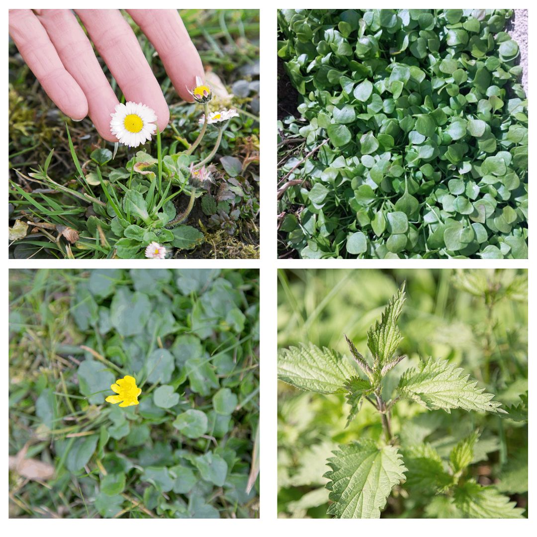 Wildkräuter & Chakren